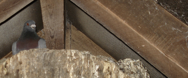 Pigeons reside in loft of a school in Barry